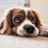 Aumenta la adopción y disminuye la compra de mascotas Aumenta la adopción y disminuye la compra de mascotas
