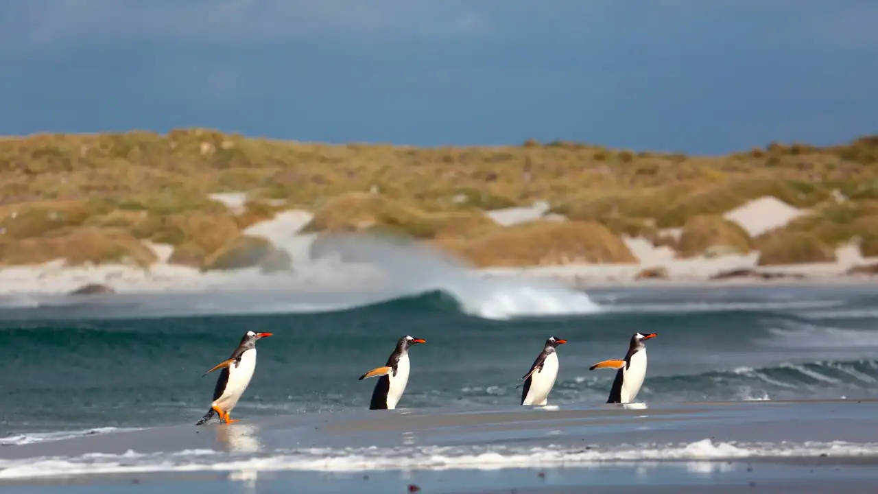 Islas Malvinas Islas Malvinas