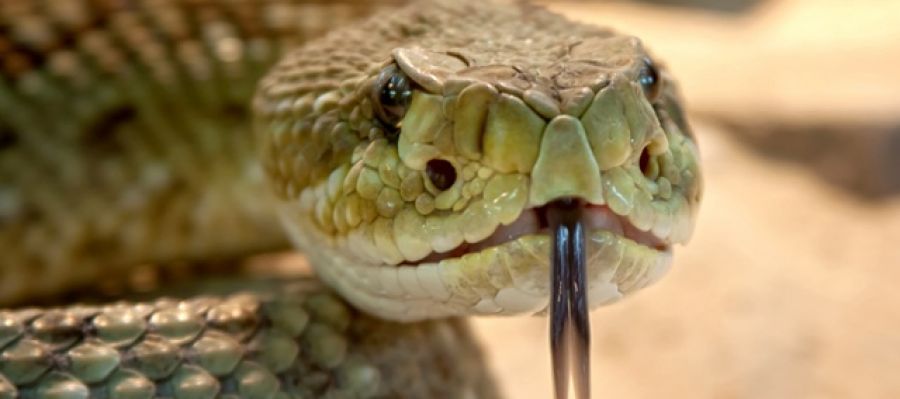 Un peptido del veneno de serpiente de cascabel muerde a las superbacterias Un peptido del veneno de serpiente de cascabel muerde a las superbacterias