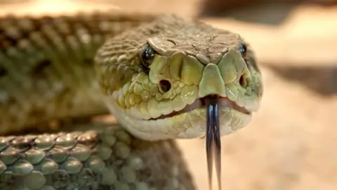 Un peptido del veneno de serpiente de cascabel muerde a las superbacterias Un peptido del veneno de serpiente de cascabel muerde a las superbacterias