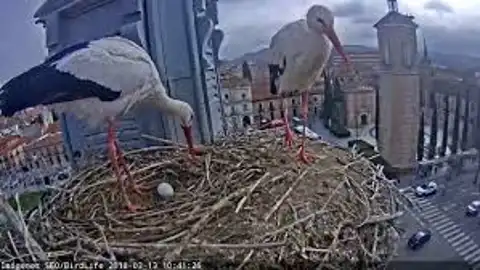Cigüeñas Torre Ayuntamiento Alcalá Nido webcam