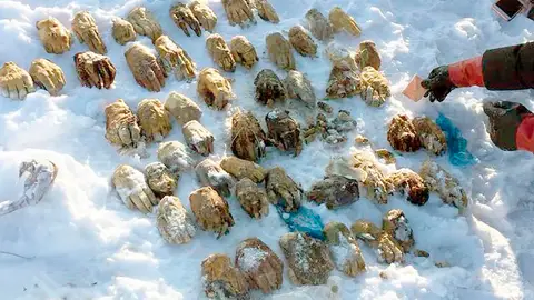 Manos humanas cortadas que han aparecido en Rusia Manos humanas cortadas que han aparecido en Rusia