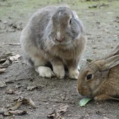 Conejos Conejos