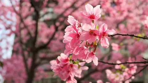 Cerezos en flor Cerezos en flor