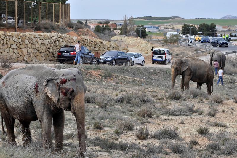 Mesa de redacción: Las elefantas accidentadas se quedan indefinidamente en Pozo Cañadas (Albacete) Mesa de redacción: Las elefantas accidentadas se quedan indefinidamente en Pozo Cañadas (Albacete)