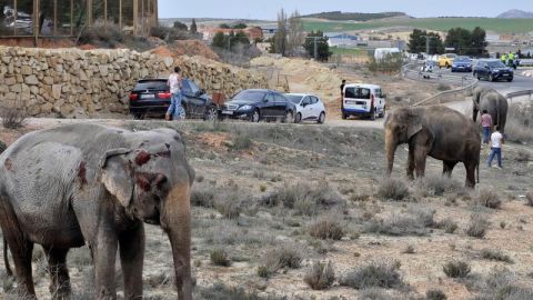 Uno de los elefantes que result&oacute; herido tras volcar el cami&oacute;n en el que viajaba en la A-30
