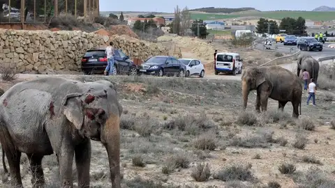Uno de los elefantes que resultó herido tras volcar el camión en el que viajaba en la A-30 Uno de los elefantes que resultó herido tras volcar el camión en el que viajaba en la A-30