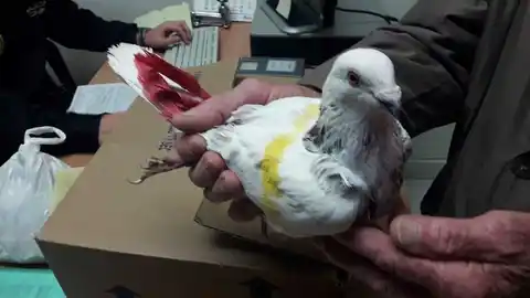 Uno de los palomos de competición robados que ha sido recuperado por la Policía Local de Elche Uno de los palomos de competición robados que ha sido recuperado por la Policía Local de Elche