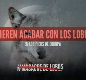El lobo, amenazado en Picos de Europa El lobo, amenazado en Picos de Europa