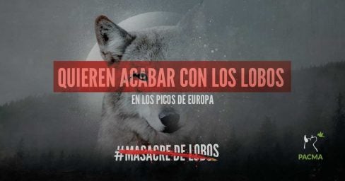 Aquí en la Onda Cantabria. Medio Ambiente: El lobo, amenazado en Picos de Europa 04/04/2018 Aquí en la Onda Cantabria. Medio Ambiente: El lobo, amenazado en Picos de Europa 04/04/2018