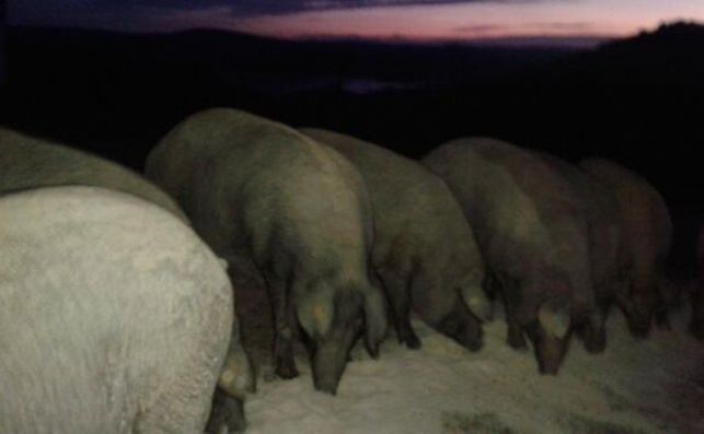 APAG Extremadura alerta de una "grave especulación" en el sector de los piensos transformados y pide suspender cotizaciones APAG Extremadura alerta de una "grave especulación" en el sector de los piensos transformados y pide suspender cotizaciones