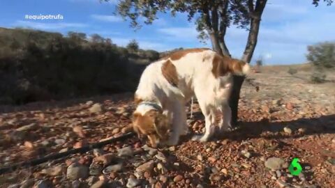 Un perro en busca de trufas
