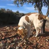 Un perro en busca de trufas Un perro en busca de trufas