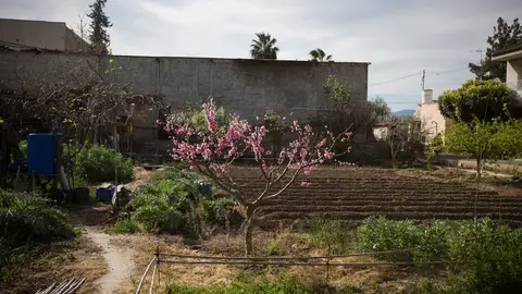 Huerta murciana Huerta