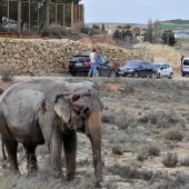 Uno de los elefantes que resultó herido tras volcar el camión en el que viajaba en la A-30, a su paso por Pozo Cañada (Albacete).
