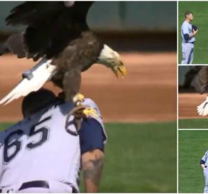 Un águila se posa sobre un jugador de béisbol Un águila se posa sobre un jugador de béisbol
