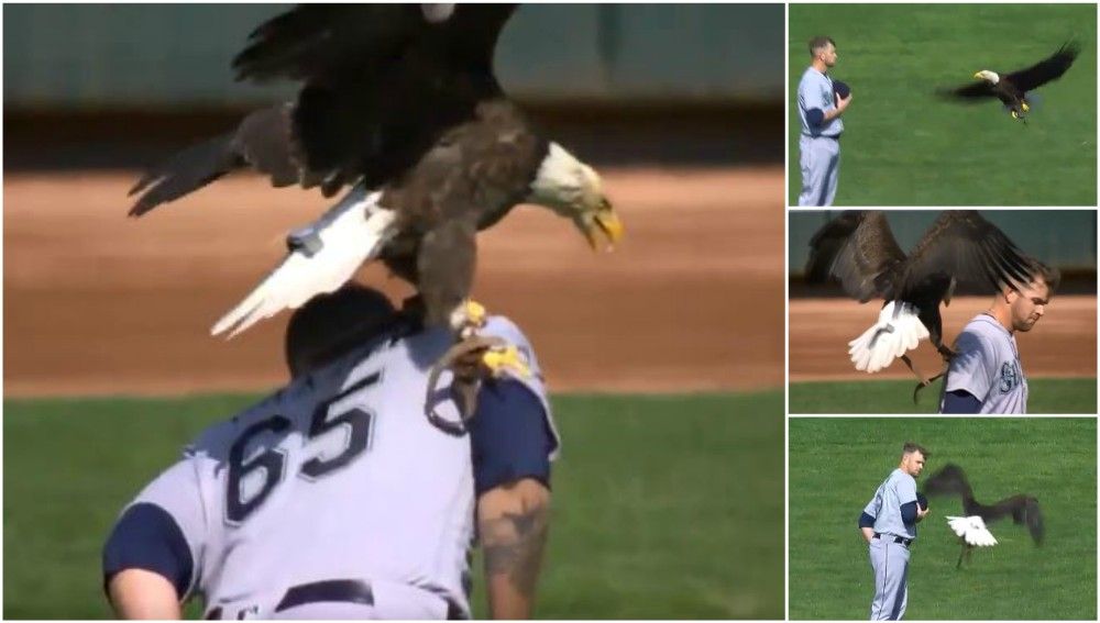 Un águila se posa sobre un jugador de béisbol