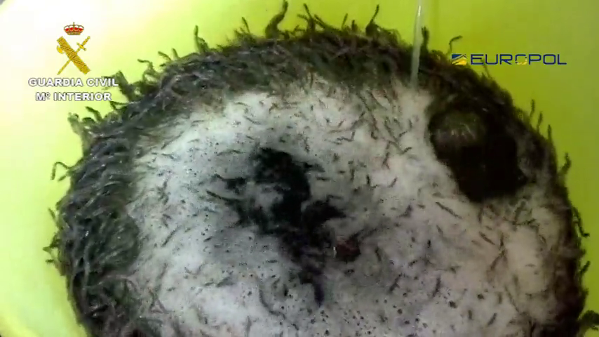 Las angulas en peligro de extinción Las angulas en peligro de extinción