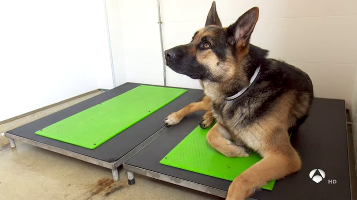 La cárcel de Cáceres contará con un unidad canina para prevenir la entrada y el consumo de drogas en la prisión La cárcel de Cáceres contará con un unidad canina para prevenir la entrada y el consumo de drogas en la prisión