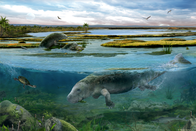 Descubren en Huesca el sirenio más antiguo del oeste de Europa Descubren en Huesca el sirenio más antiguo del oeste de Europa