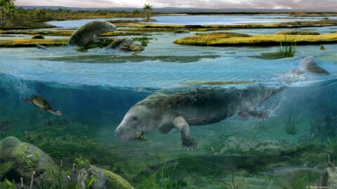 Recreaci&oacute;n del sirenio