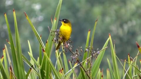 La p&eacute;rdida de biodiversidad, una gran amenaza para el planeta