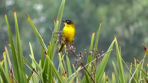 La pérdida de biodiversidad, una gran amenaza para el planeta La pérdida de biodiversidad, una gran amenaza para el planeta