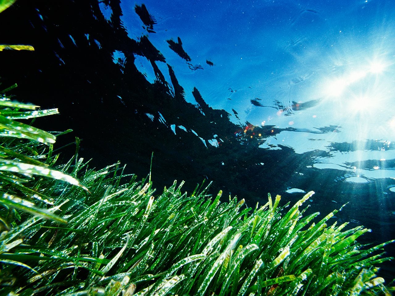 Detectan el 55% de posidonia muerta en algunas zonas de Cala Vedella Detectan el 55% de posidonia muerta en algunas zonas de Cala Vedella