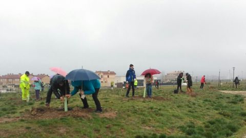 Plantaci&oacute;n de &aacute;rboles en el Carrascalejo