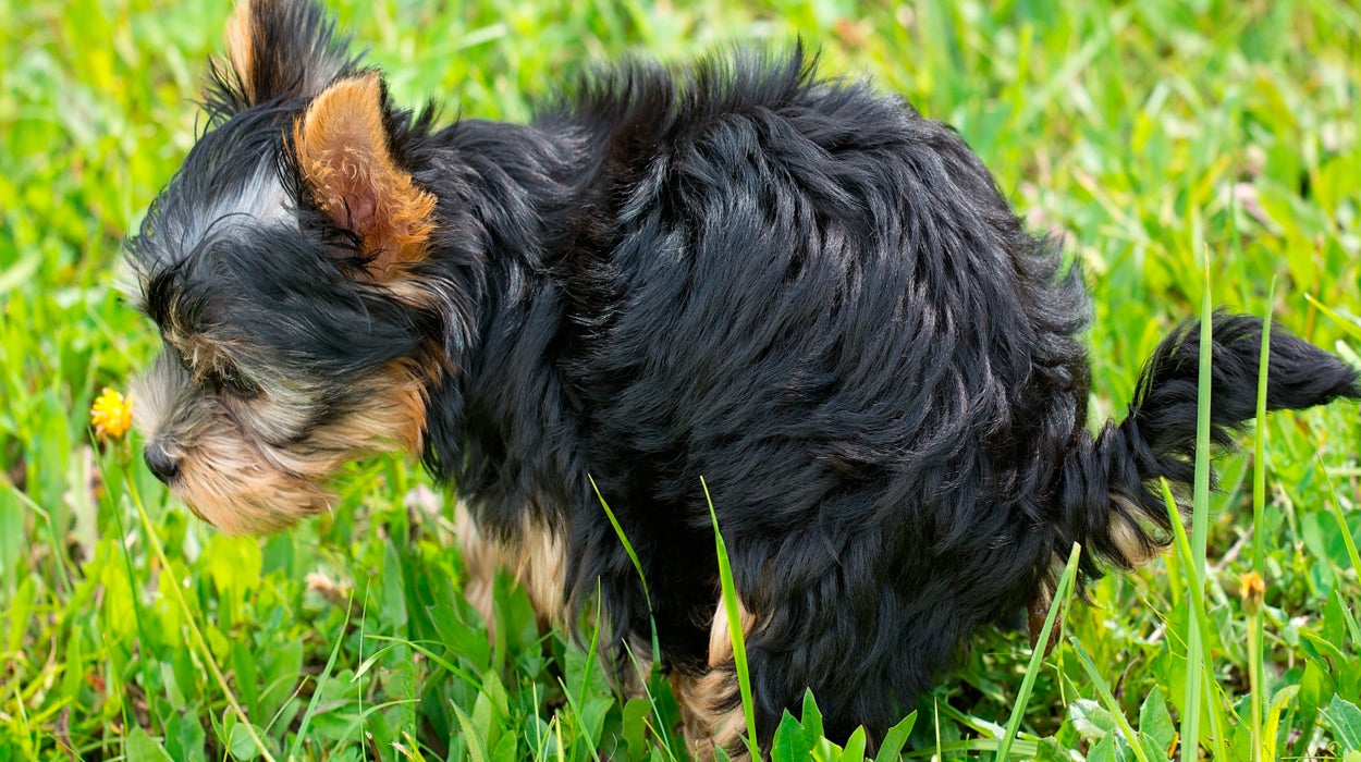 Oyentes: "Mi perro se llama Mr. Higgs, pero viendo como marcaba todo, nos replanteamos llamarlo Tolomeo" Oyentes: "Mi perro se llama Mr. Higgs, pero viendo como marcaba todo, nos replanteamos llamarlo Tolomeo"