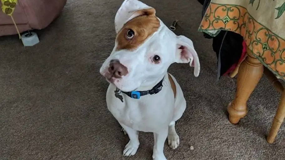 Ivor, el perro sordo Ivor, el perro sordo