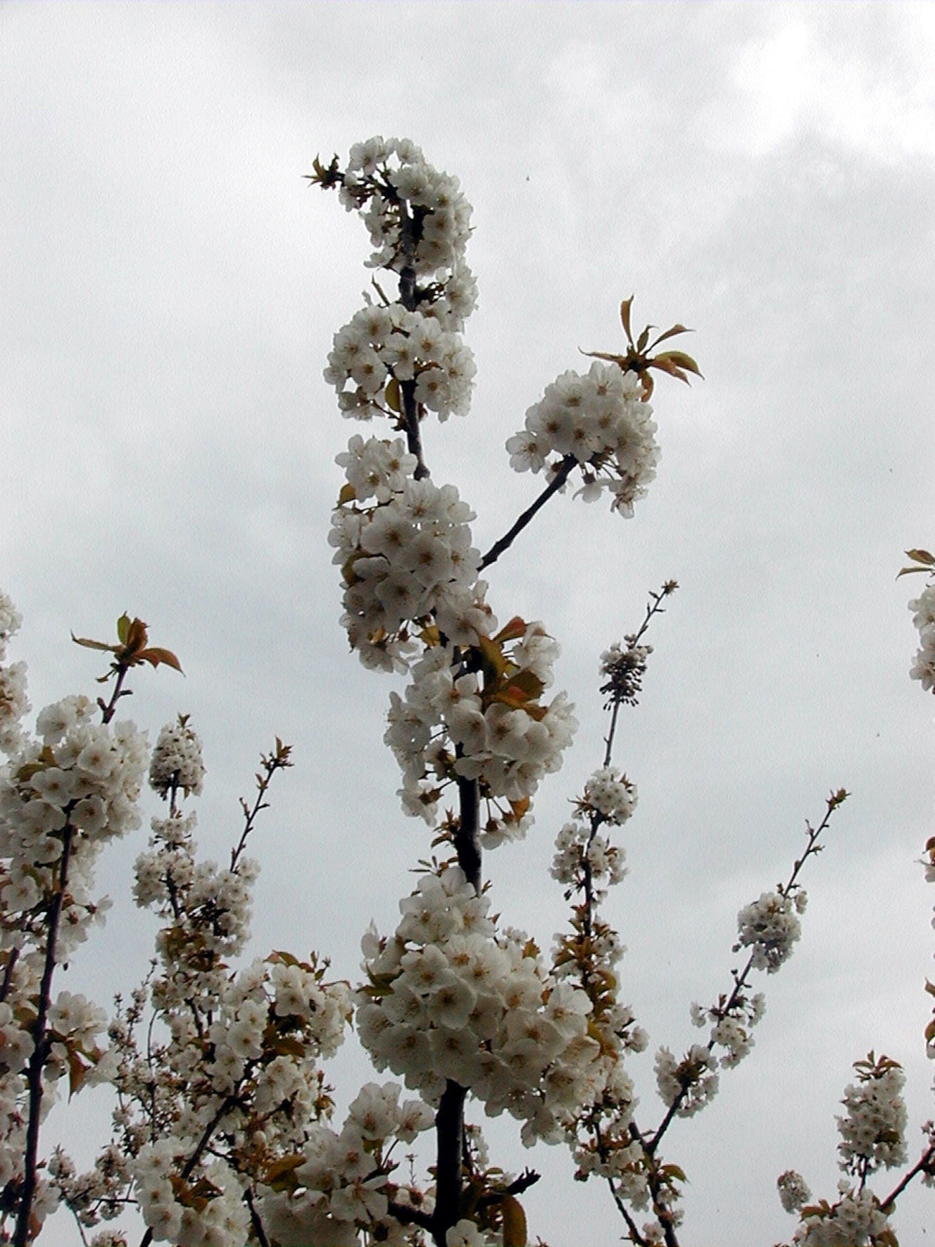 La Fiesta del Cerezo en Flor arranca este viernes en Piornal con la entrega de las Cerezas de Oro a la Fundación Carasso y a Robe La Fiesta del Cerezo en Flor arranca este viernes en Piornal con la entrega de las Cerezas de Oro a la Fundación Carasso y a Robe