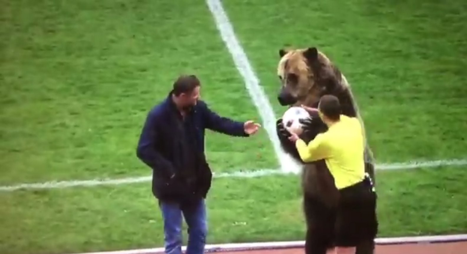 El experimento ruso para el Mundial: un oso entrega el balón al árbitro El experimento ruso para el Mundial: un oso entrega el balón al árbitro