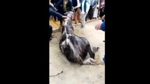 Imagen del caballo en la feria de abril
