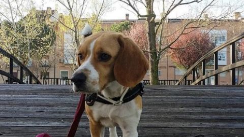 Estudian el comportamiento de los perros para entender su mundo