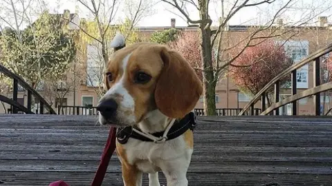 Un perro paseando Estudian el comportamiento de los perros para entender su mundo