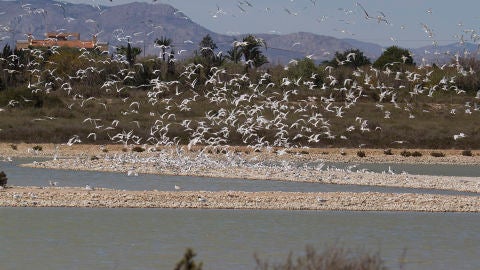 Las salinas del Pinet del Parque Natural de las Salinas de Santa Pola