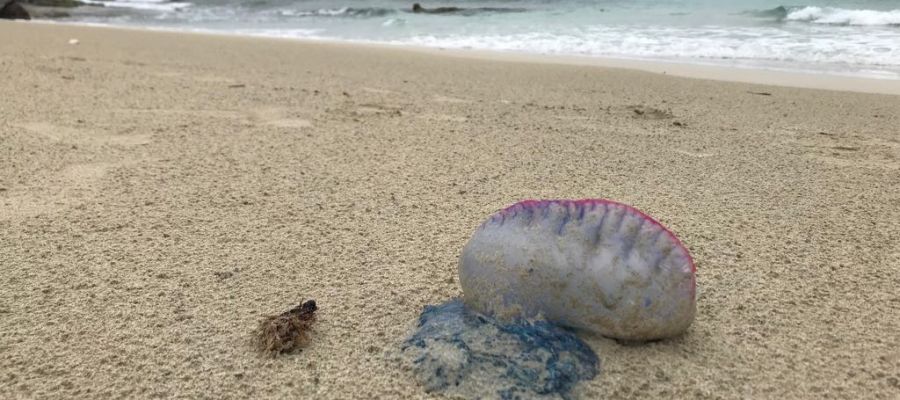 Un ejemplar de la medusa Caravela Portuguesa en las playas de Formentera Un ejemplar de la medusa Caravela Portuguesa en las playas de Formentera