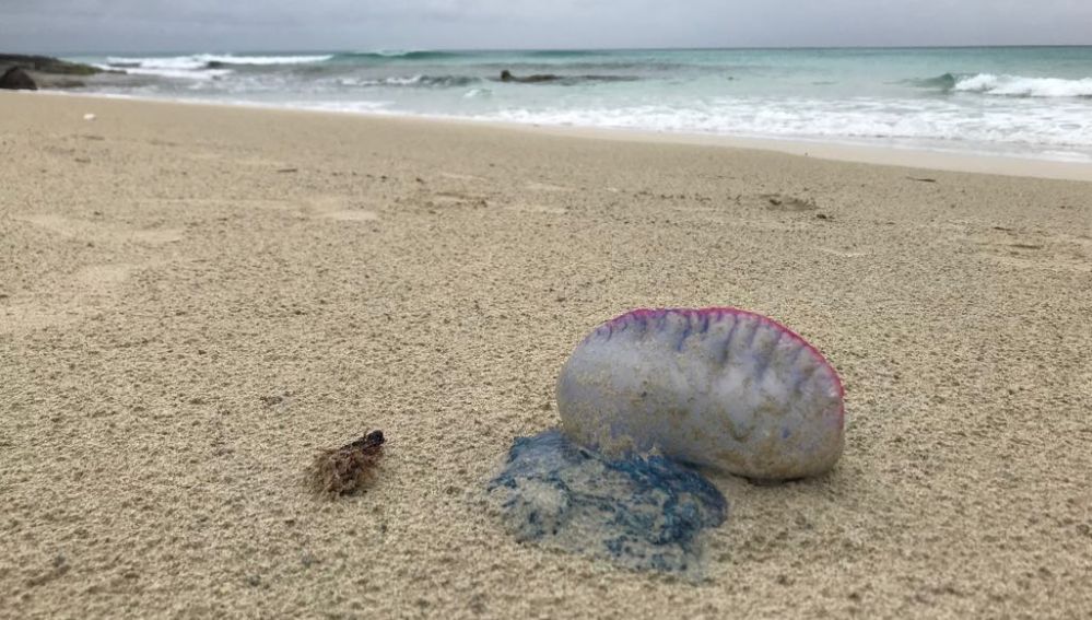Un ejemplar de la medusa Caravela Portuguesa en las playas de Formentera