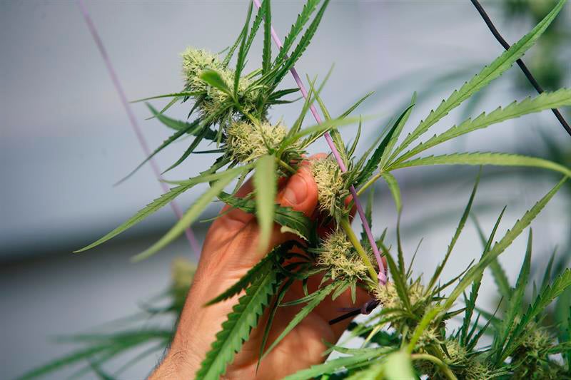 Un total de 66 detenidos en la operación contra el narcotráfico en Mallorca Un total de 66 detenidos en la operación contra el narcotráfico en Mallorca