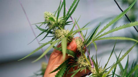 Una planta de marihuana