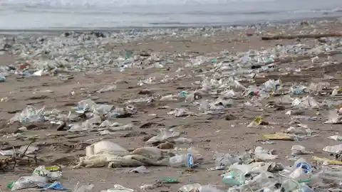 El plastico que flota en el mar estimula el crecimiento de bacterias El plastico que flota en el mar estimula el crecimiento de bacterias