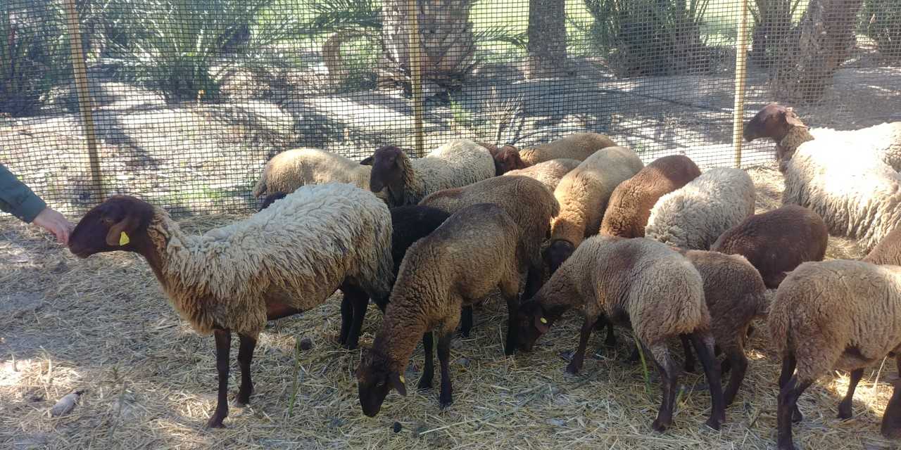 Elche prueba la eficacia de las ovejas guirra en el mantenimiento del Palmeral Elche prueba la eficacia de las ovejas guirra en el mantenimiento del Palmeral