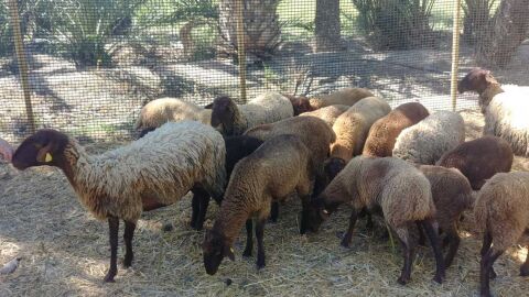 Ovejas guirra en el Hort del Pontos de Elche