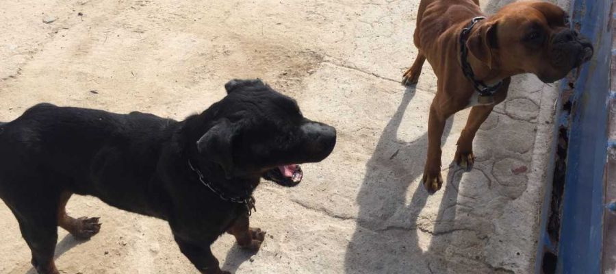 Los dos perros rescatados por la Policía Local de Elche Los dos perros rescatados por la Policía Local de Elche