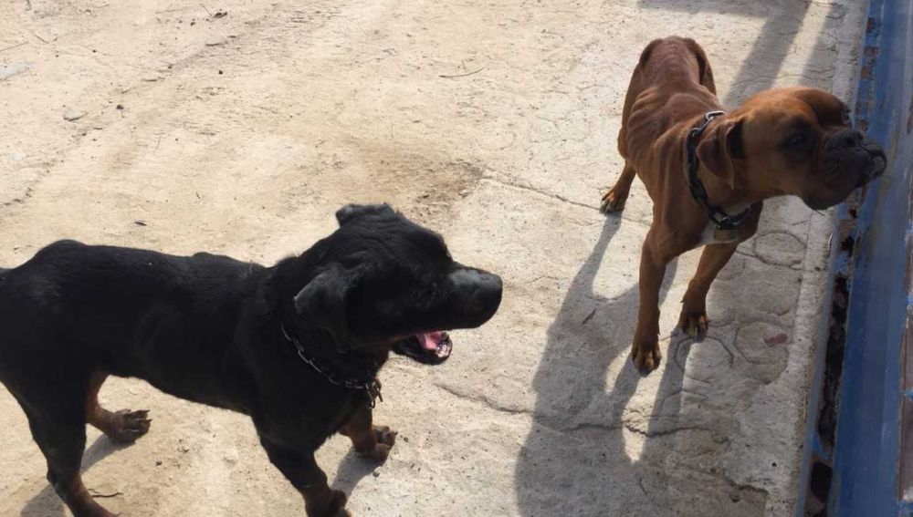 Los dos perros rescatados por la Policía Local de Elche