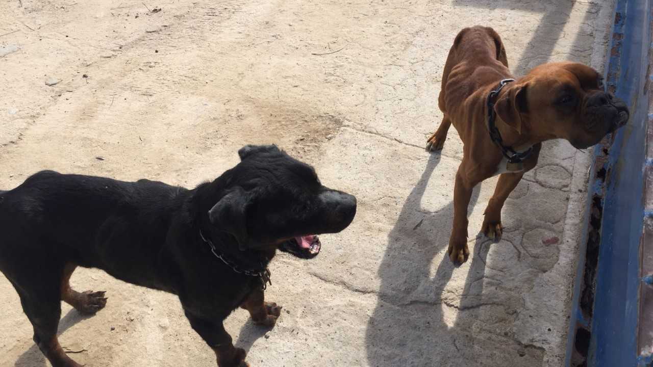 La Policía Local de Elche identifica al dueño de dos perros por abandono animal La Policía Local de Elche identifica al dueño de dos perros por abandono animal