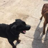 Los dos perros rescatados por la Policía Local de Elche