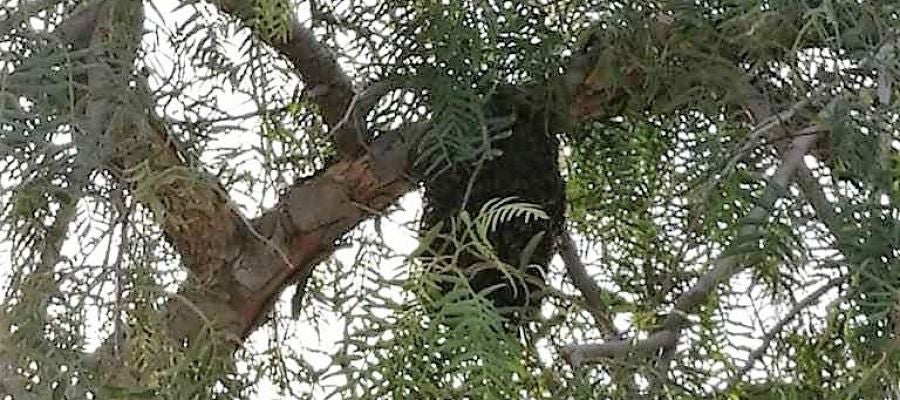 Enjambre de abejas en el colegio público Vicente Blasco Ibañez de Elche Enjambre de abejas en el colegio público Vicente Blasco Ibañez de Elche