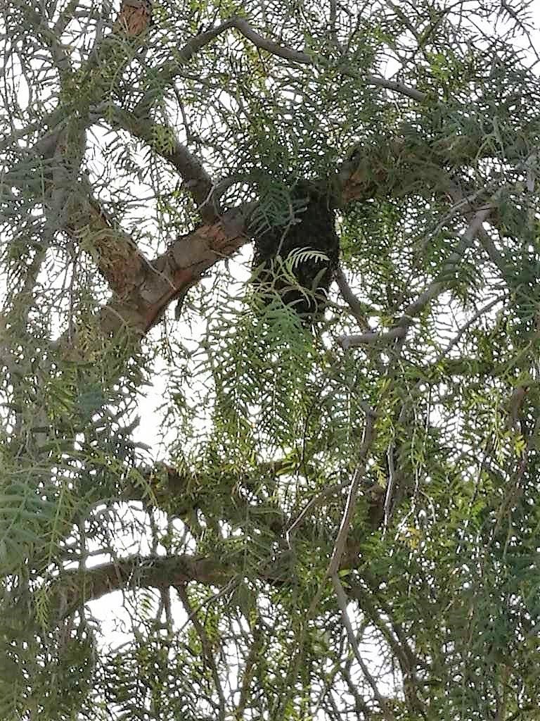 Los bomberos de Elche actúan ante un enjambre de abejas en el colegio Vicente Blasco Ibañez Los bomberos de Elche actúan ante un enjambre de abejas en el colegio Vicente Blasco Ibañez